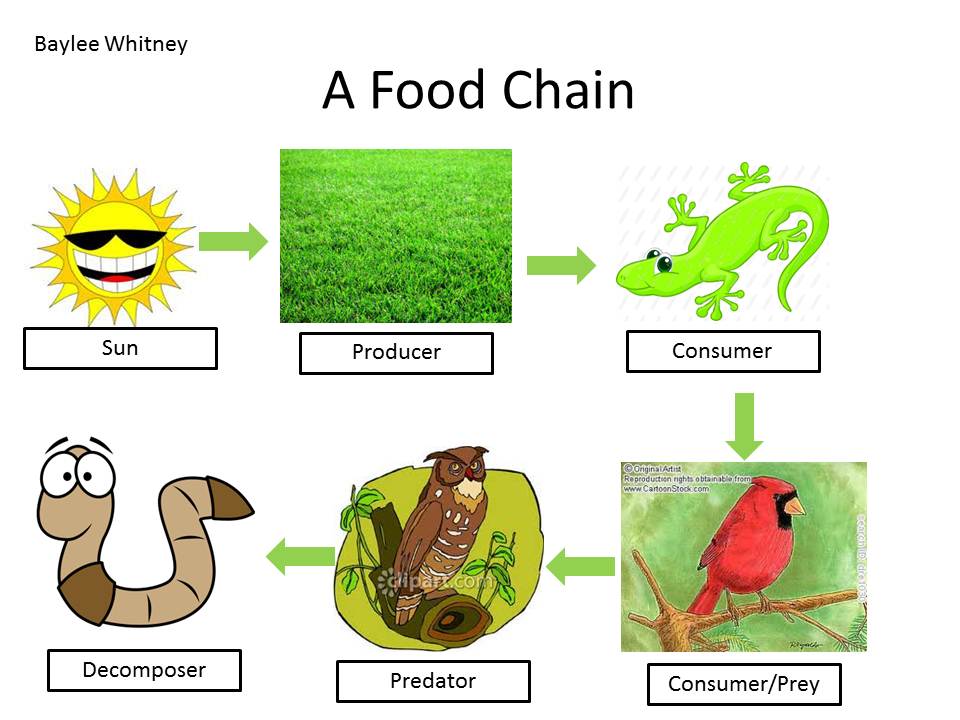 what is each link in a food chain called